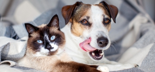 Tierbedarf - Alles für Hund, Katze & Co.